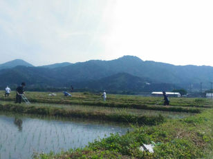 除草はじめweeding begun