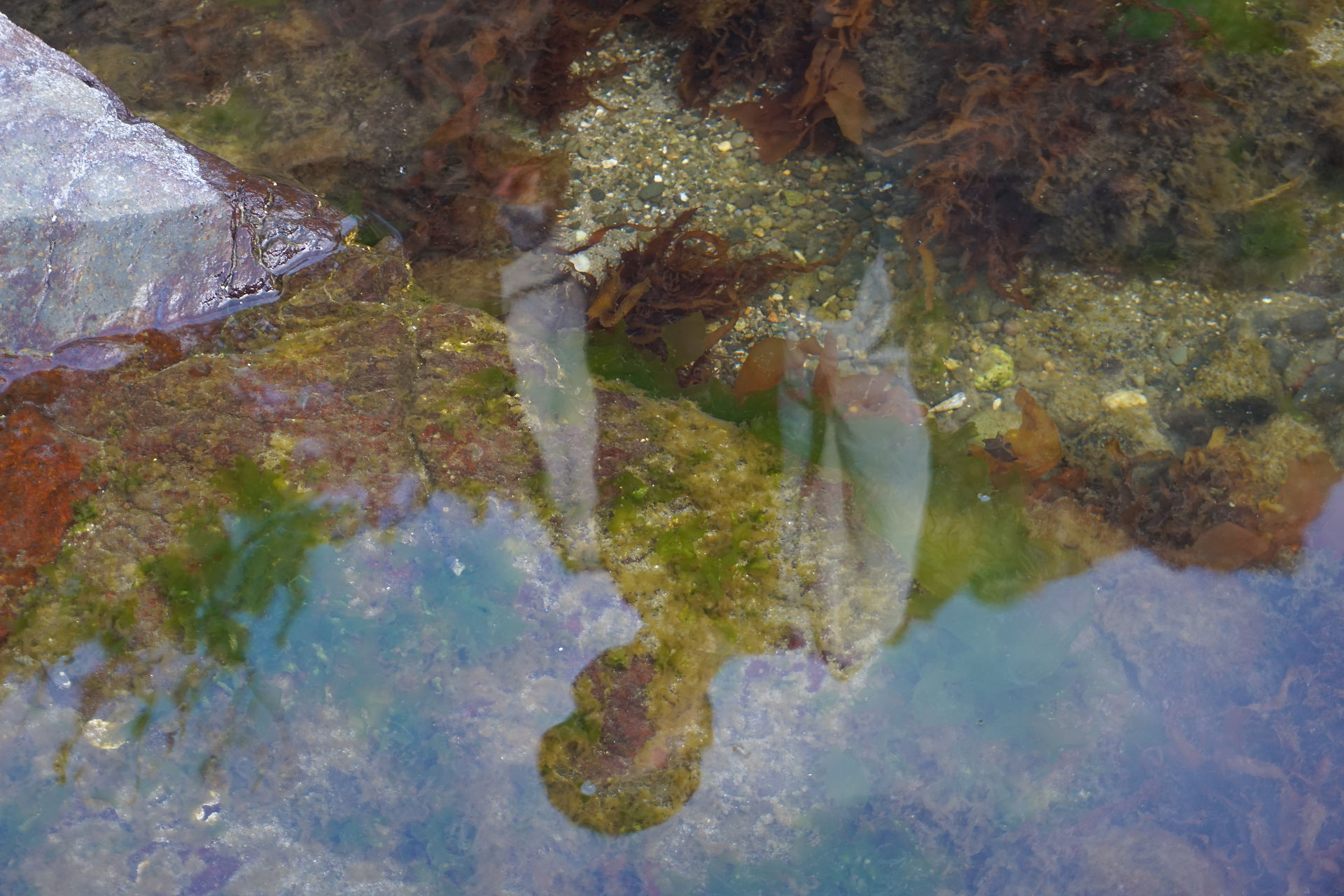 a lot of algae