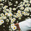 Thumbnail: Summer Daisies