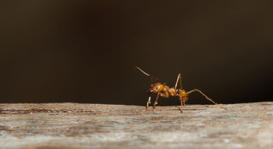 Ants pest control Wigan