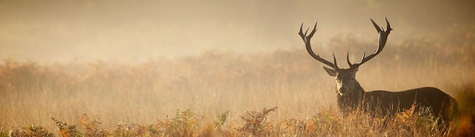 Deer for Hawk.jpeg