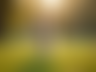 Expert Dog Walking Tips for High-Energy Breeds