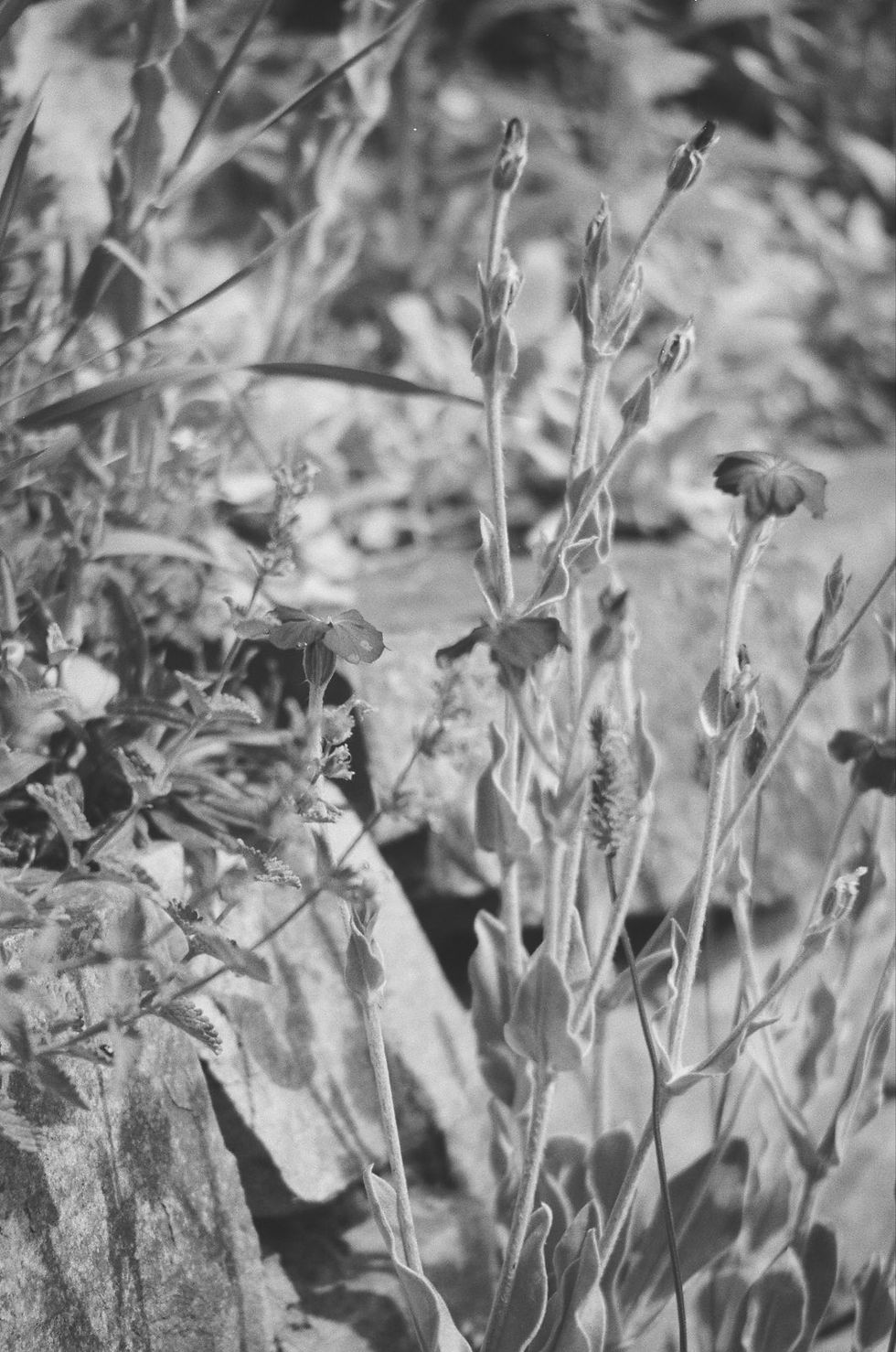 Ein analoges Schwarz-Weiß-Foto von Gräsern und sommerlichen Blumen vor einem felsigen Hintergrund.