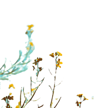 Spring Branches_edited.png