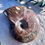 Thumbnail: Ammonite Shell