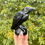 Thumbnail: Large Obsidian Raven