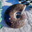 Thumbnail: Ammonite Shell
