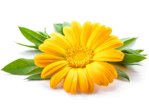 Calendula Officinalis Flower Extract