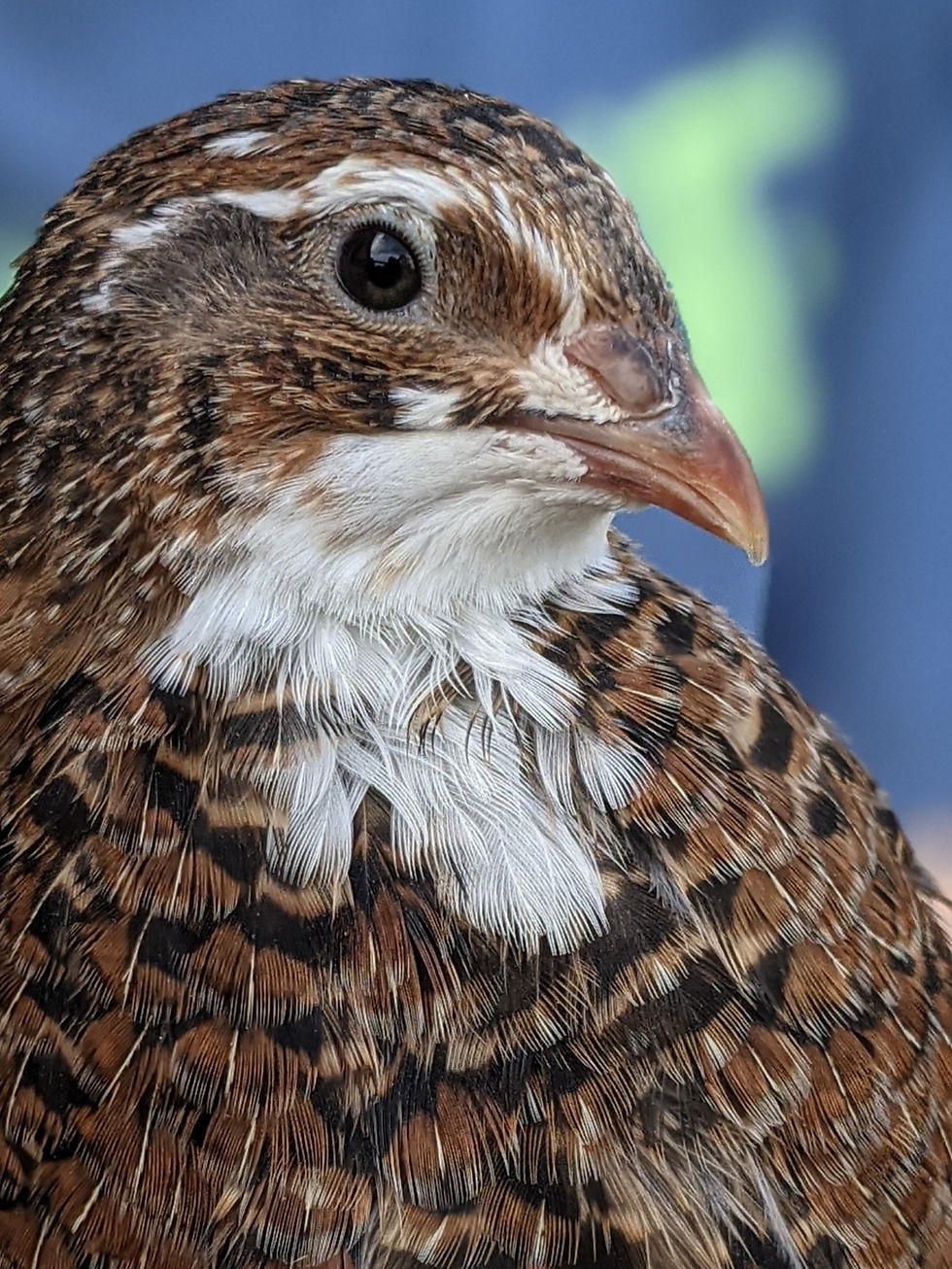 Thumbnail: 2 Dozen Fresh Quail Eggs