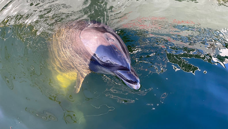 Randy en permis bateau à CONCARNEAU