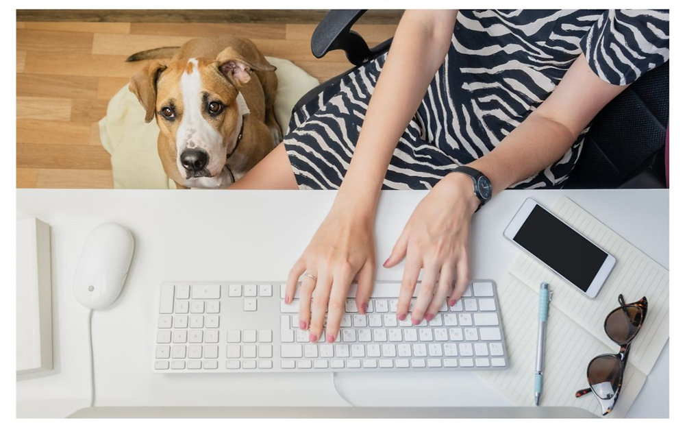 Employee Pet Benefits: The Latest Workplace Trend