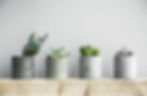 Potted Plants