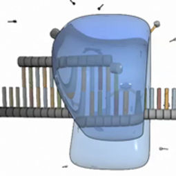 EssGen_DNA-polymerase_SQUARE_0.jpg