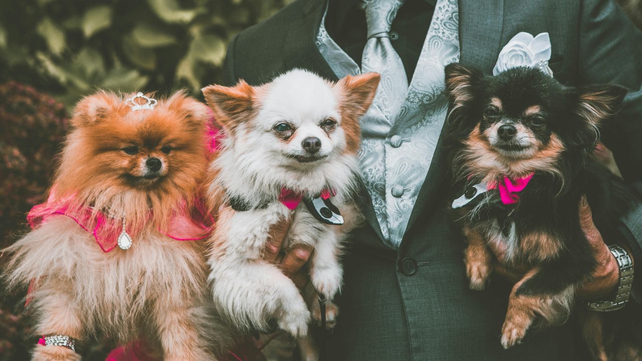 Couple with their dog during an outdoor wedding ceremony