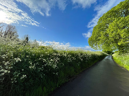Row of Queen Anne flowers in Ireland