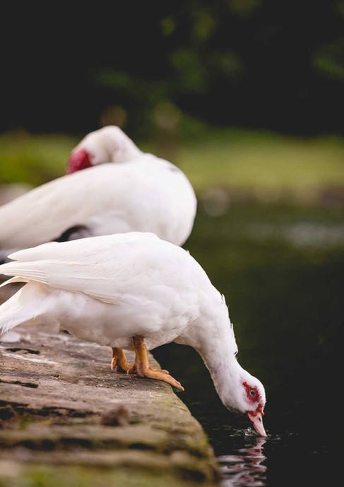 Ducks, 2.jpeg