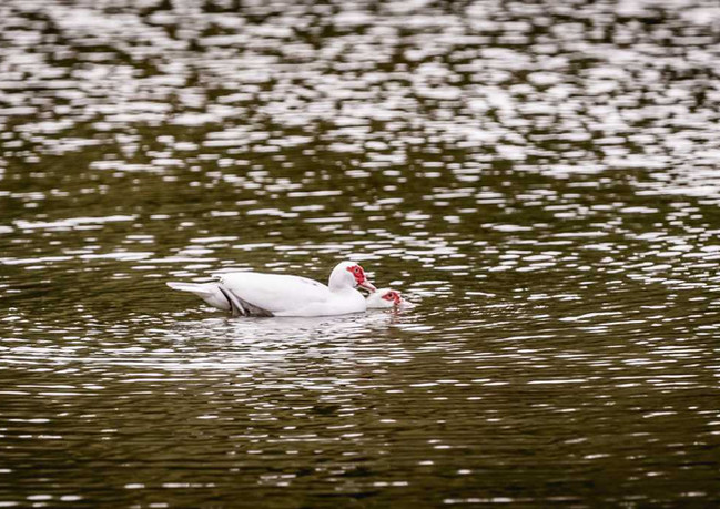 Exotic Birds and Ducks, Codrington.jpeg