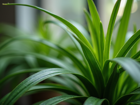 Top Safe Plants for Cats: Beautify Your Home Without Worry