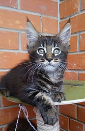 Atlant Gracious Wizard          (Атлант)