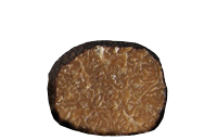 Unicatum.png