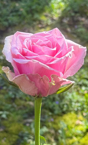 Walking with God: The Prophet Muhammad, peace be upon him, and the Creation Journey—