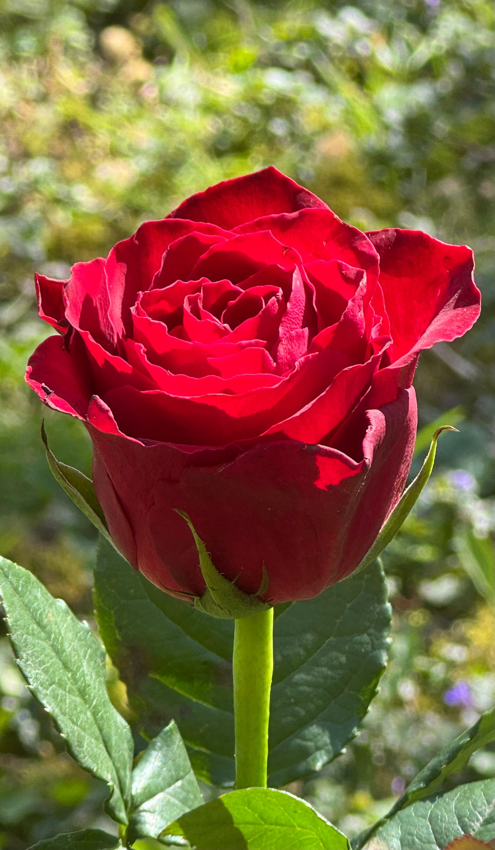 Walking with G-d: Joshua of the Exodus and the Creation Journey. (Yehoshua)—