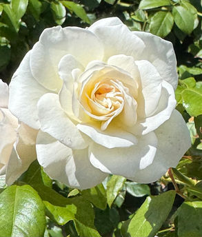 Spiritual Love and the Holy—