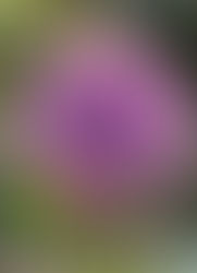 The Words of the Willing—