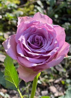 The Words of the Willing—