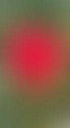 The Many Colours of Creation Fire: The connection Between Pollen and People—