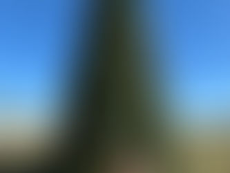 A Grain Valley Tradition: Everything to Know About the Mayor's Christmas Tree Lighting ✨🎅