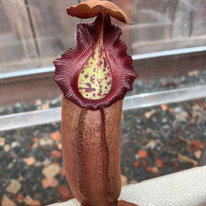 Nepenthes densiflora x robcantleyi