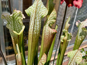 Sarracenia leucophylla "Hurricane Creek White"