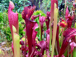 New Sarracenia pitchers opening in my bog