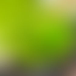 Aldrovanda Even More Close-Up