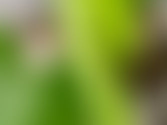 Monstera update