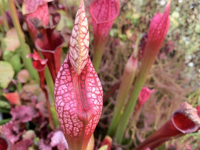 Bog Sarracenia ready to open
