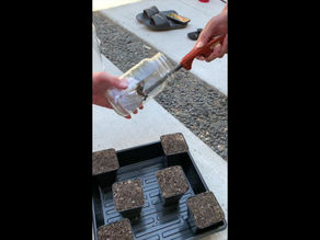 Byblis Smoke Germination