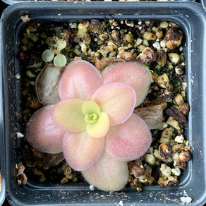 Pinguicula
