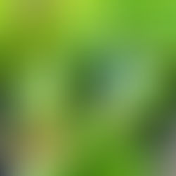 Darlingtonia from California Carnivores