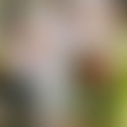 Isolating Sarracenia Flowers for Self-Pollination