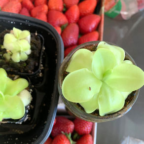 Pinguicula: both beautiful and practical