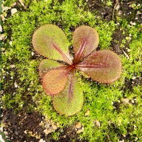 Drosera tubaestylis