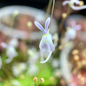 Utricularia Bunny
