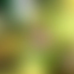 Utricularia Flower Close-Ups