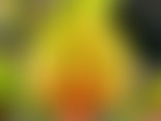 Vibrant Sarracenia Colors