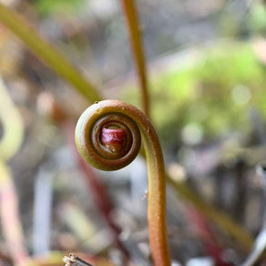 Beauty in My Bog: Drosera binata