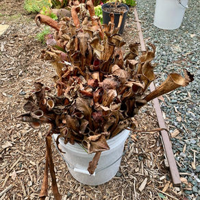Sarracenia Winter Clean-Up
