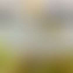 First Heliamphora Flower!