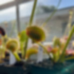 Dionaea Spider Shadow